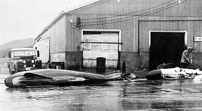 North Atlantic pilot whales. Linked to larger image of Figure 99.
