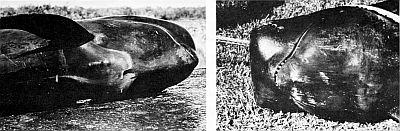 Heads of short-finned pilot whales. Larger images are linked from the figure caption.