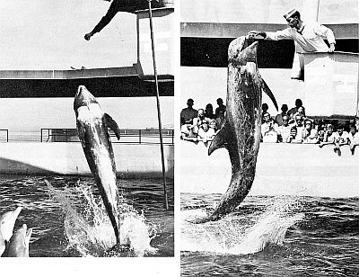 Grampus, showing body markings. Linked to larger image of Figure 105.