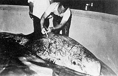 Stranded grampus. Linked to larger image of Figure 106.