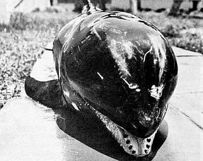 Grampus teeth. Linked to larger image of Figure 107.