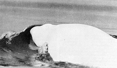 Head of swimming beluga. Linked to larger image of Figure 109.