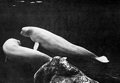 Captive belugas. Linked to larger image of Figure 110.
