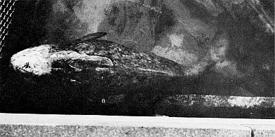 A juvenile narwhal. Linked to a larger image of figure 113.