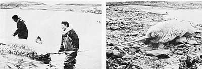 A stranded male narwhal. Linked to larger image of figure 114.