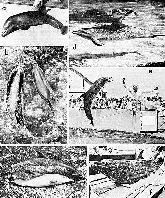 Development of the color pattern of  Atlantic spotted dolphins. Linked to larger image of Figure 117.