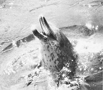 Head of Atlantic spotted dolphin. Linked to a larger image of figure 119.