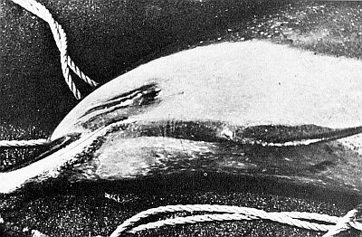 A bridled dolphin. Linked to larger image of figure 121.