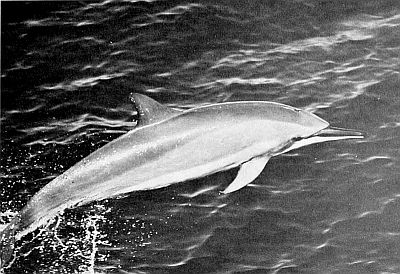 A spinner dolphine jumping. Linked to a larger image of figure 123.