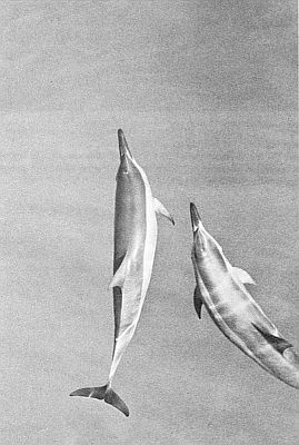 Spinner dolphins. Linked to a larger image of figure 124.