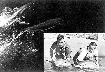 Spinner dolphins. Linked to larger image of figure 125.