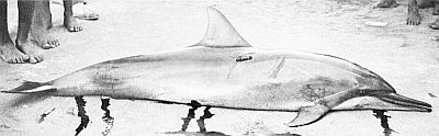 A harpooned spinner dolphin. Linked to larger image of figure 126.
