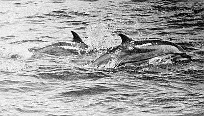 Saddleback dolphins. Linked to larger image of figure 127.