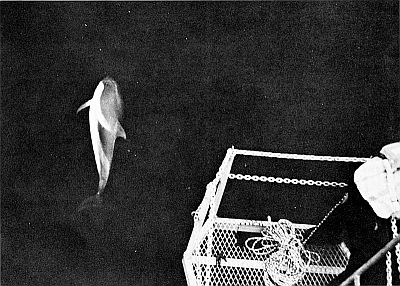 Striped dolphin bow-riding. Liked to larger image of figure 128.