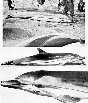 Stranded striped dolphins. Linked to arger image of figure 129.