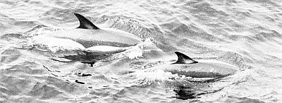 Distinctive markings on saddleback dolphins. Linked to larger image of figure 132.