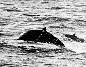 Fraser's dolphins. Linked to larger image of figure 135 (top).