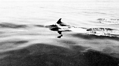 Atlantic white-sided dolphin. Linked to larger image of figure 137 (bottom).