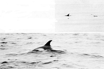White-beaked dolphins. Linked to larger image of figure 140.
