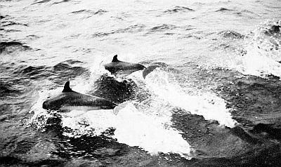 Atlantic bottle-nosed dolphins leaping. Linked to larger image of figure 142.