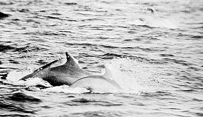 Side view of Atlantic bottle-nosed dolphins. Linked to larger image of figure 143.