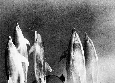 Atlantic bottle-nosed dolphins riding a bow wave. Linked to larger image of Figure 144.