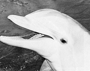 Head of Atlantic bottle-nosed dolphin. Linked to larger image of figure 146.