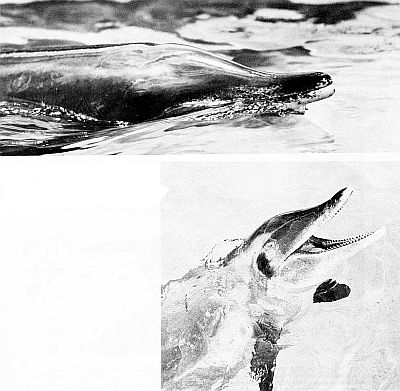 Close-ups of the heads of rough-toothed dolphins. Linked to larger image of Figure 150.