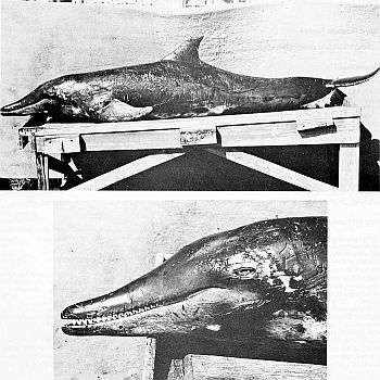 A stranded rough-toothed dolphin. Linked to larger image of Figure 151.