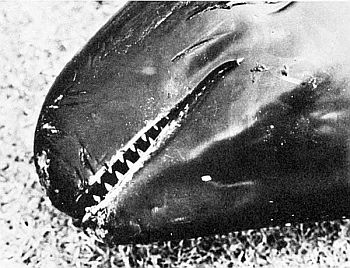 Teeth of pygmy killer whale. Linked to larger image of figure 155.