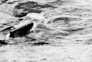 Pygmy sperm whale at sea. Linked to larger image of figure 158.