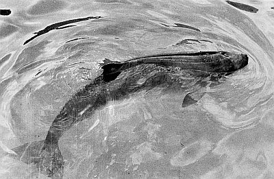A young pygmy sperm whale. Linked to larger image of figure 159.