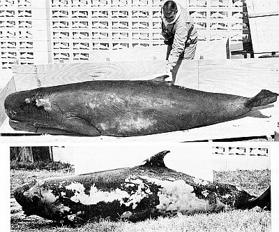 Comparison of pygmy sperm whale and dwarf sperm whale. Larger images linked from figure caption.