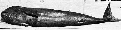 Ventral view of a female pygmy sperm whale. Linked to larger image of figure 161.