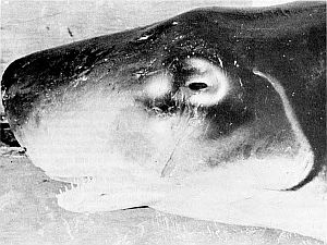 Head of a pygmy sperm whale. Linked to larger image of figure 162.