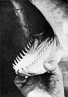 Mouth of pygmy sperm whale. Linked to larger image of figure 163.