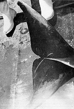 Detail of flukes of dwarf sperm whale. Linked to larger image of figure 166.