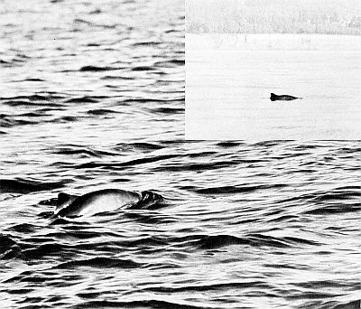 Two views of a harbor porpoise. Linked to larger image of figure 167.
