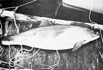 A harpooned harbour porpoise. Linked to larger image of figure 168.