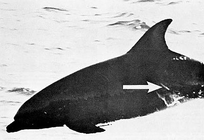 A spaghetti tag in the flank of a bottlenosed dolphin. Linked to larger image of figure A3.