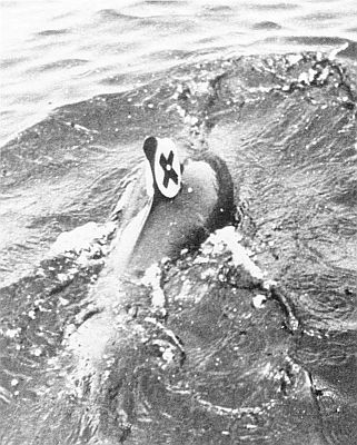 Appearance of button tag at sea. Linked to larger image of figure A5.