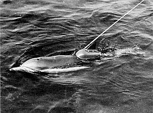 A saddleback dolphin wearing a radio tag transmitter. Linked to larger image of figure A7.
