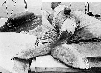 A radio transmitter package on a California gray whale. Linked to larger image of figure A8.