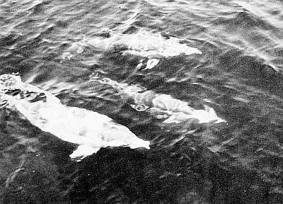 A piebald saddleback dolphin. Linked to larger image of figure A9.