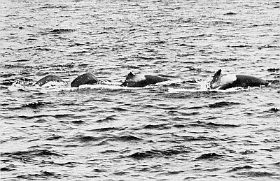 A herd of pilot whales. Linked to larger image of figure A11.
