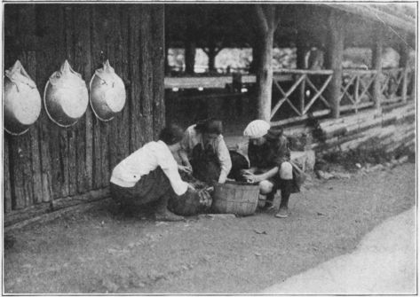 Sorting the Vegetables