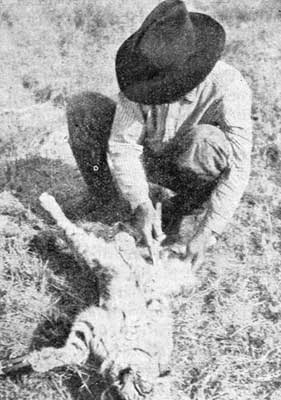 SKINNING A BOB CAT.