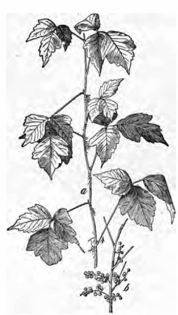 Fig. 1.—Poison ivy (Rhus radicans or Rhus toxicodendron). a, spray showing aerial rootlets and leaves; b, fruit—both one-fourth natural size.  (Chesnut, Bulletin No. 20, Division of Botany, U. S. Department of Agriculture.)