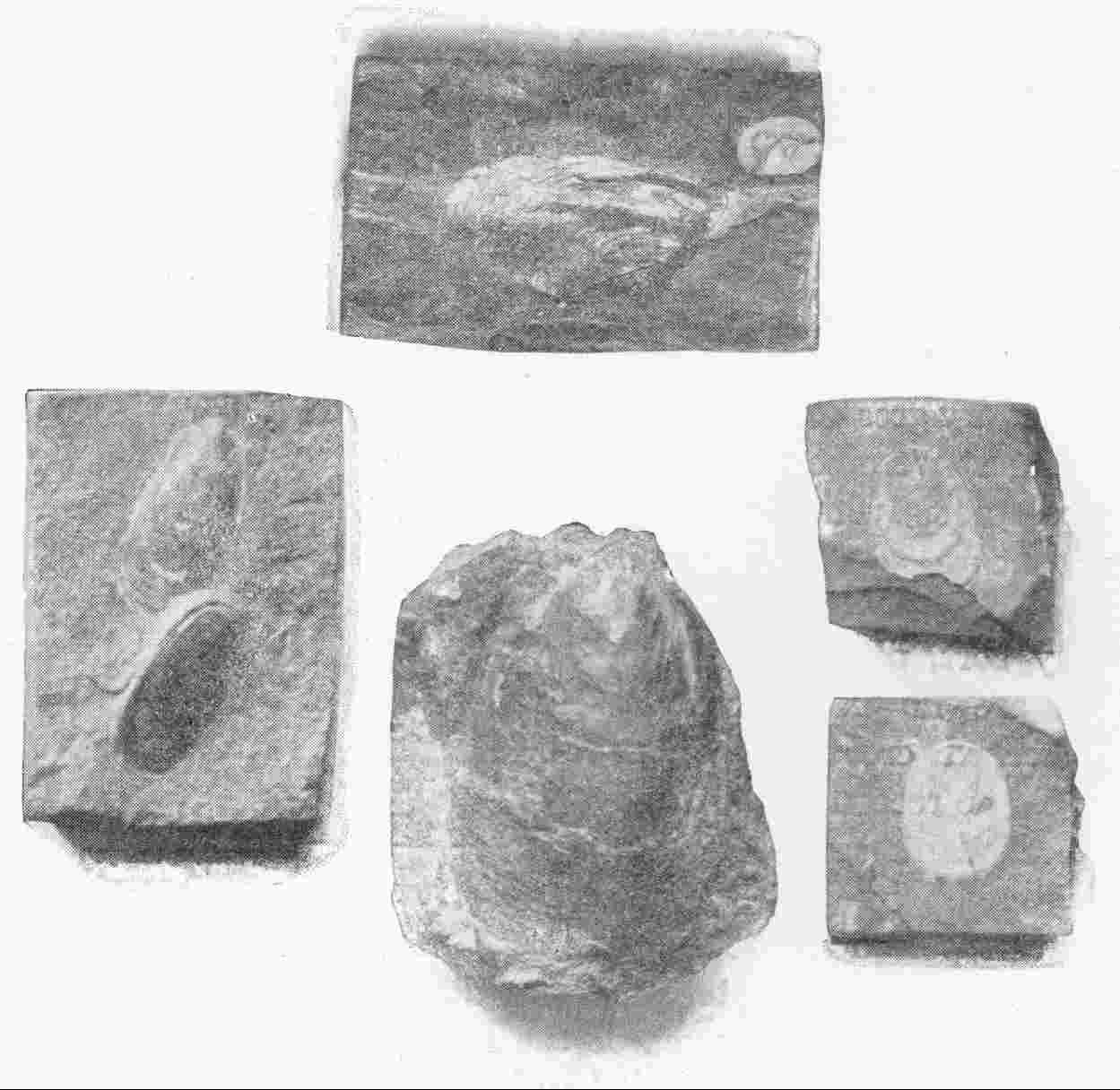 EARLY PALÆOLITHIC FOSSILS OF VARIOUS SPECIES OF  LINGULA