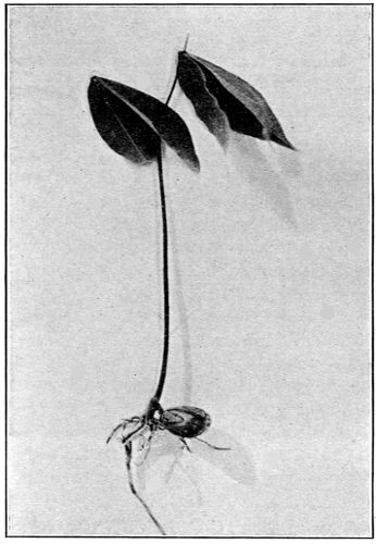 Seedling, showing Root-System with Seed still Attached